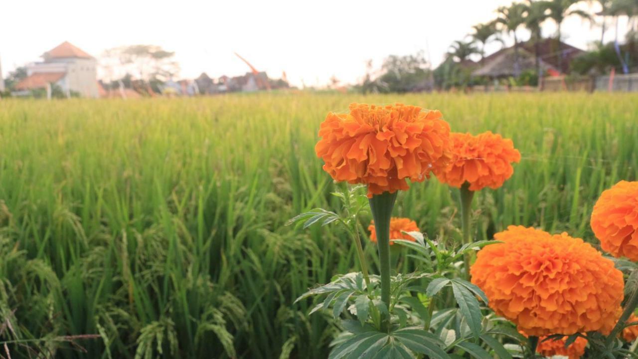 Villa Padi Canggu Exterior foto